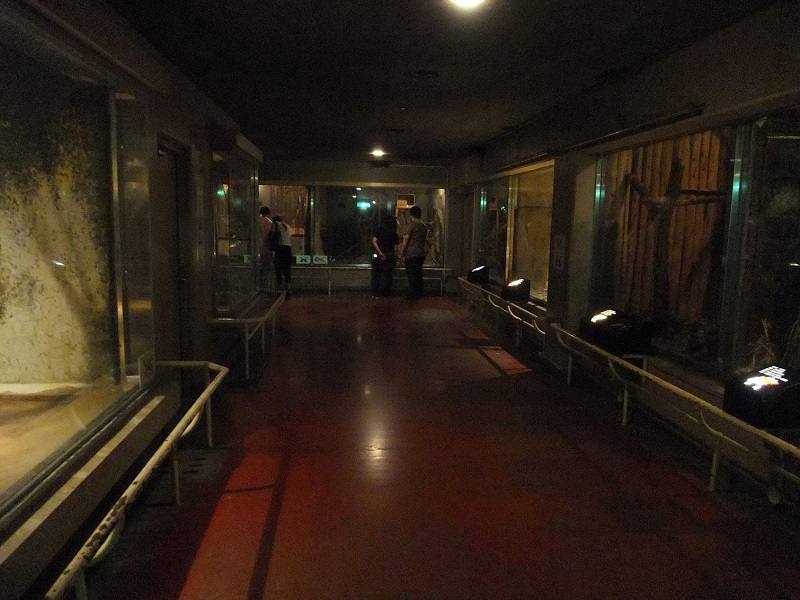 夜行性動物舎｜天王寺動物園