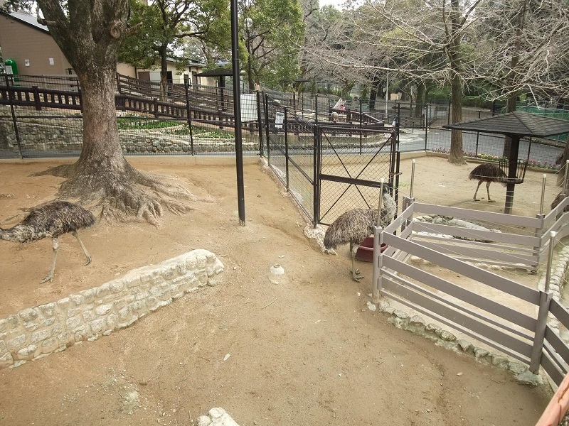 エミュー｜五月山動物園