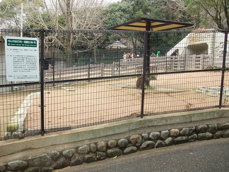ワラビー｜五月山動物園