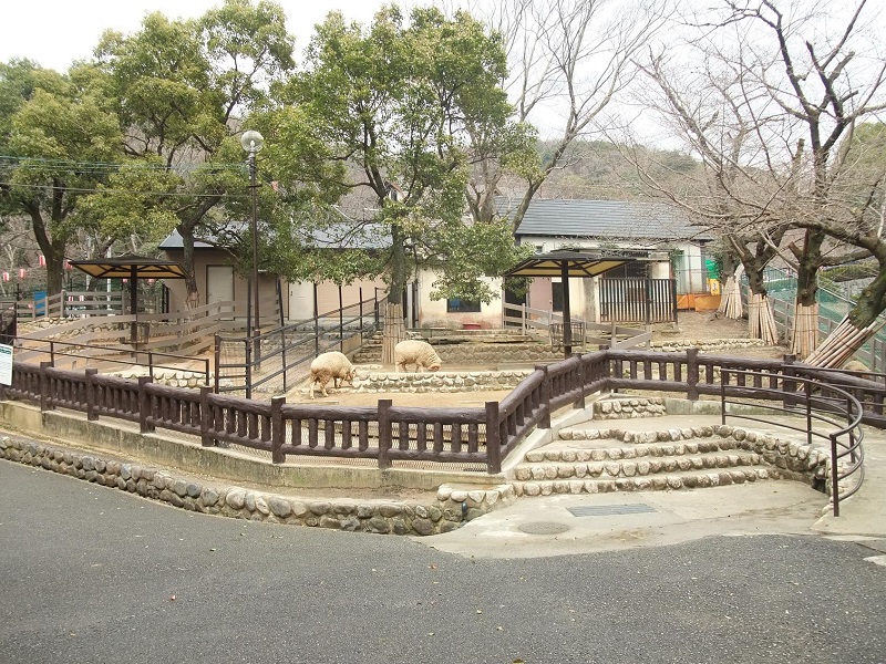 ヒツジ｜五月山動物園
