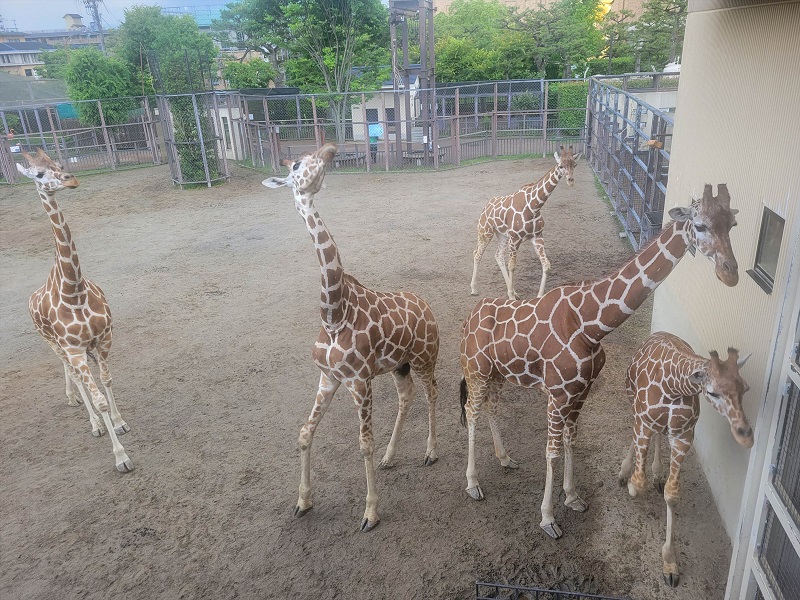 アフリカの草原｜京都市動物園