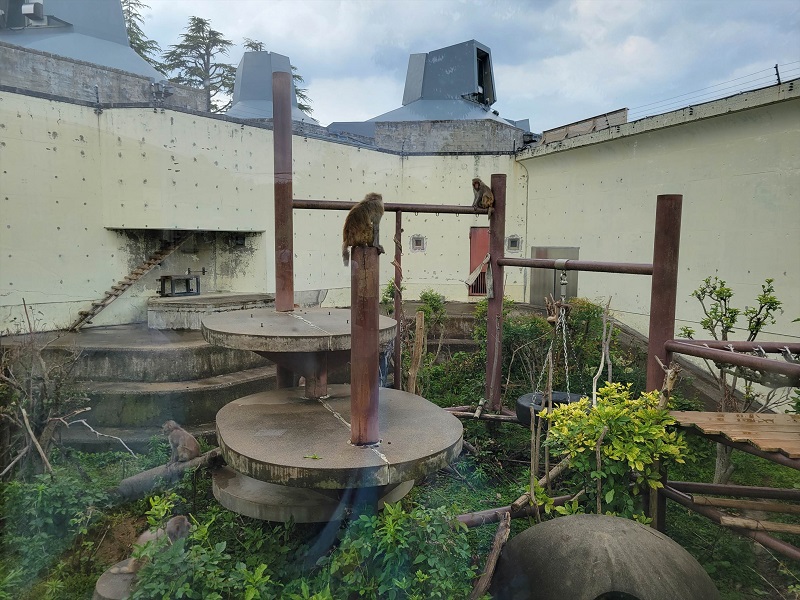 サルワールド｜京都市動物園