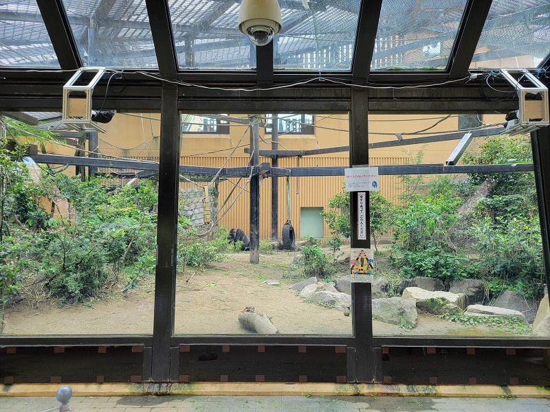 ゴリラのおうち～樹林のすみか～｜京都市動物園