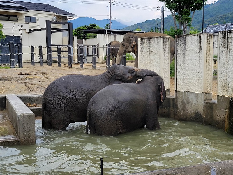 ゾウの森｜京都市動物園