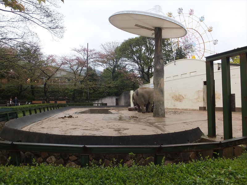 象・猛獣エリア｜神戸市立王子動物園