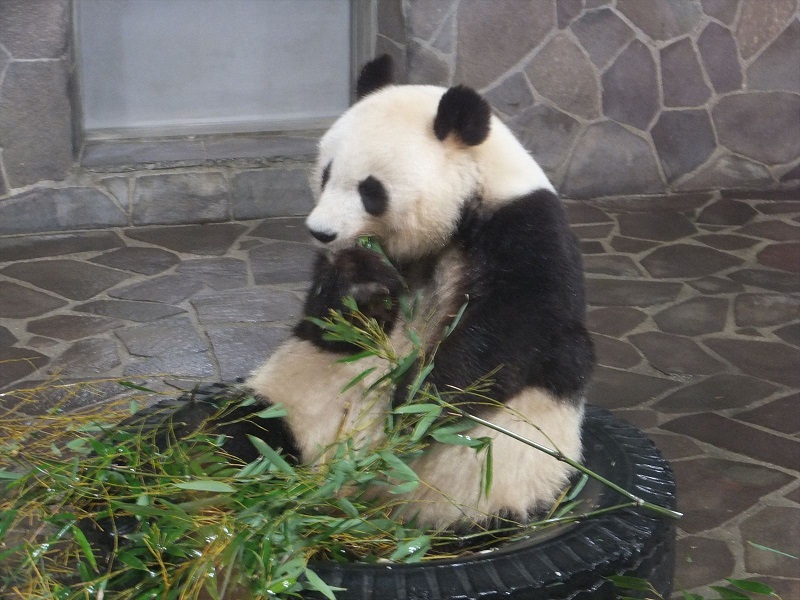 パンダエリア｜神戸市立王子動物園