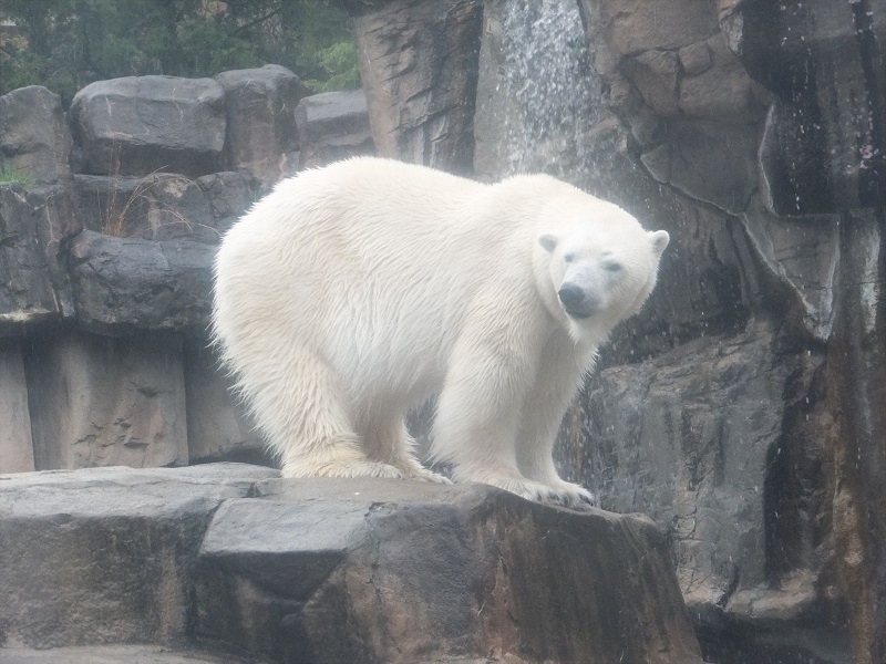 アシカ・クマ舎エリア｜神戸市立王子動物園