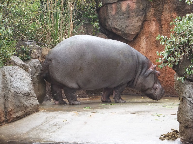 草食動物エリア｜神戸市立王子動物園