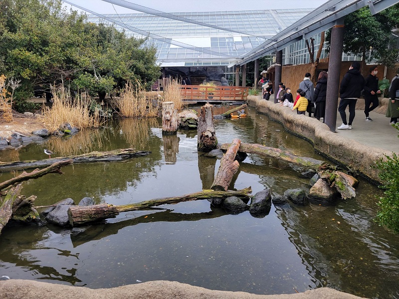 アフリカの湿地｜神戸どうぶつ王国