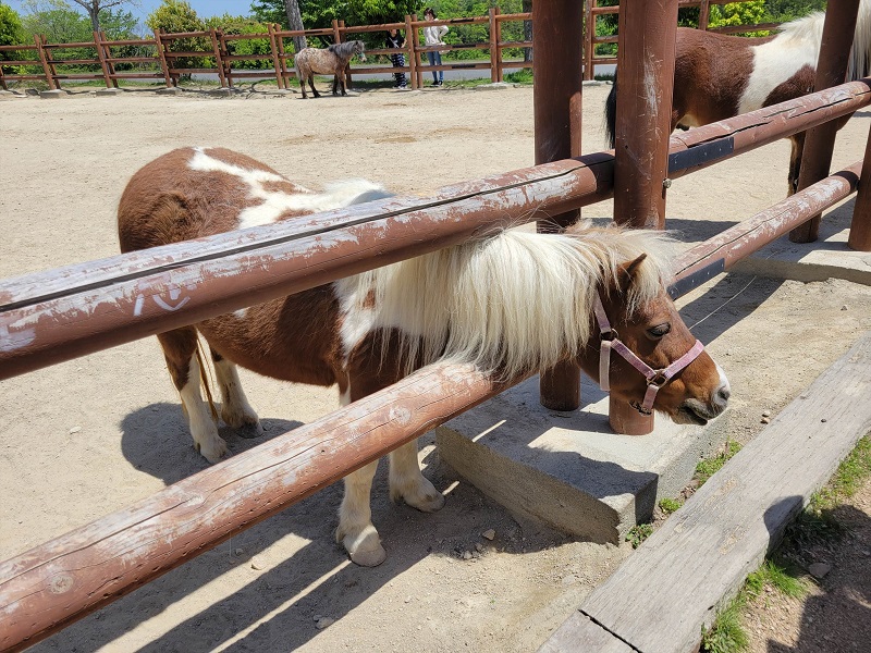 ウマ展示場・乗馬コーナー｜姫路セントラルパーク