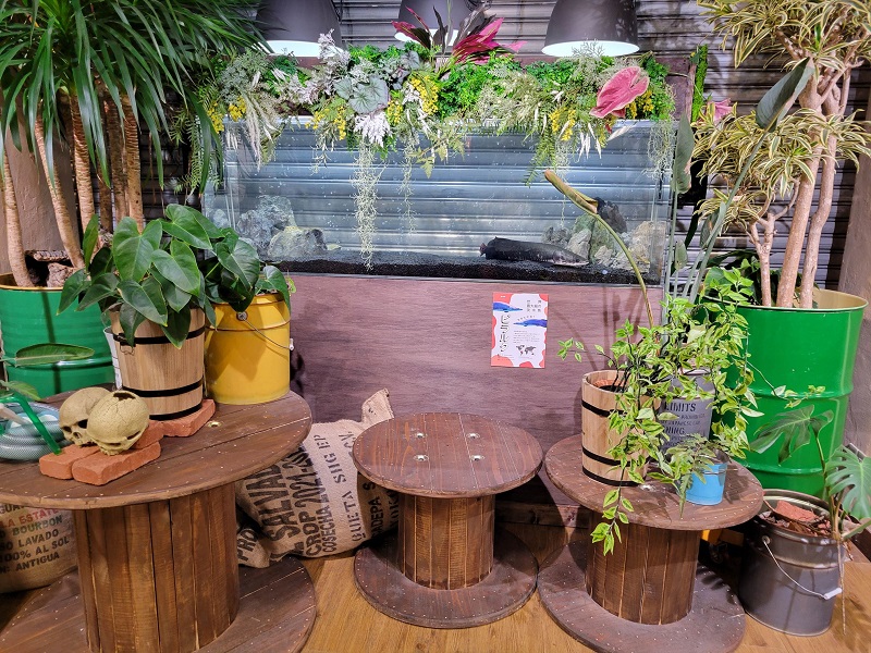 ピラルクの新展示｜奈良いきものミュージアム