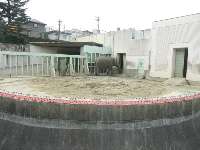 アジアゾウ｜東山動植物園