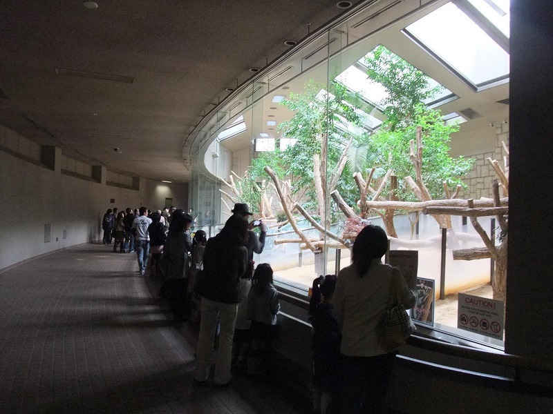 コアラ舎｜東山動植物園