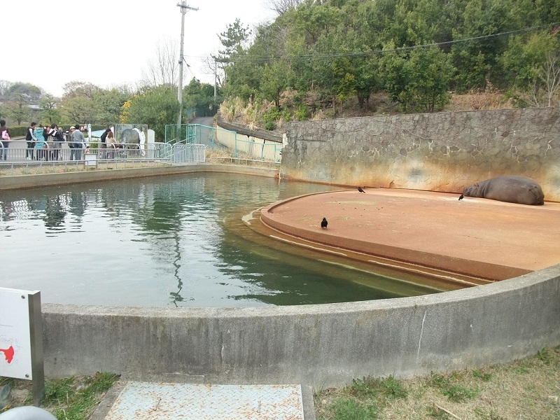 カバ｜東山動植物園