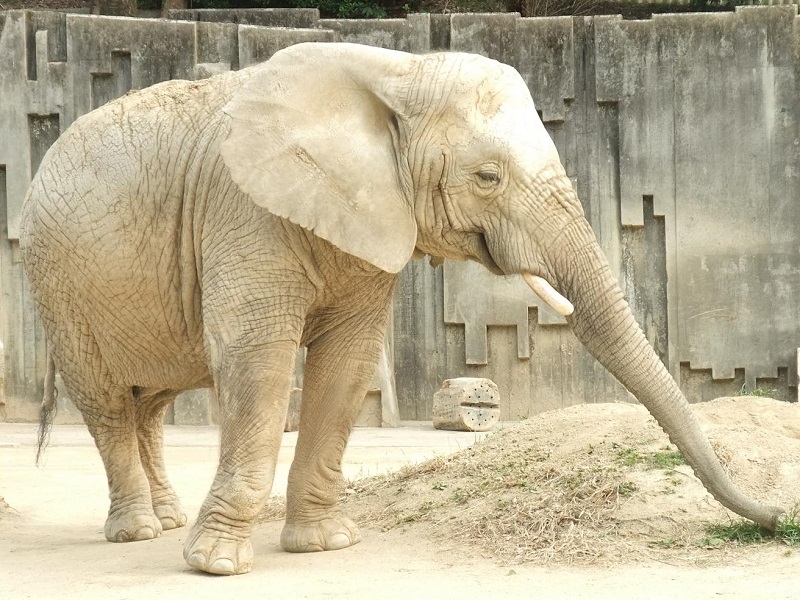 アフリカゾウ｜東山動植物園