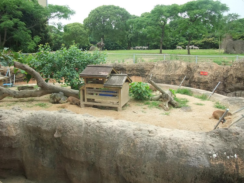 アフリカ園｜豊橋総合動植物公園のんほいパーク
