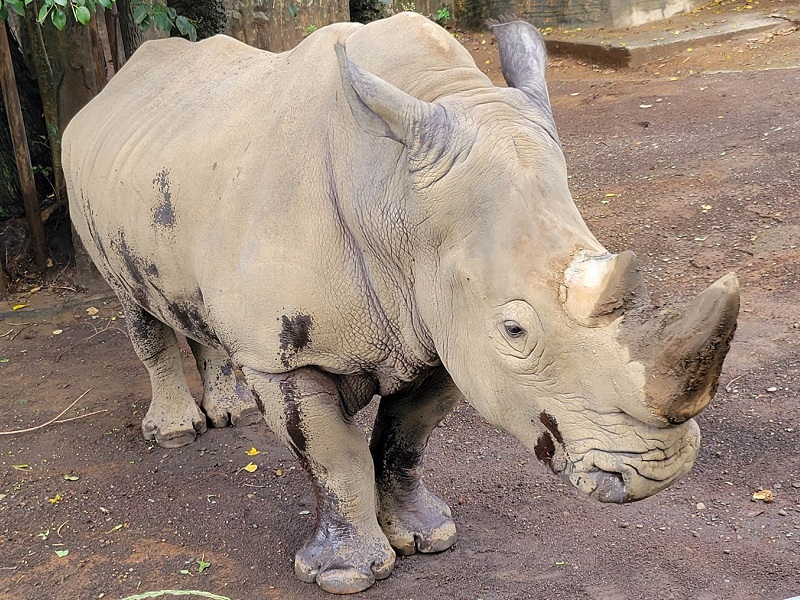 シロサイ｜静岡市立日本平動物園