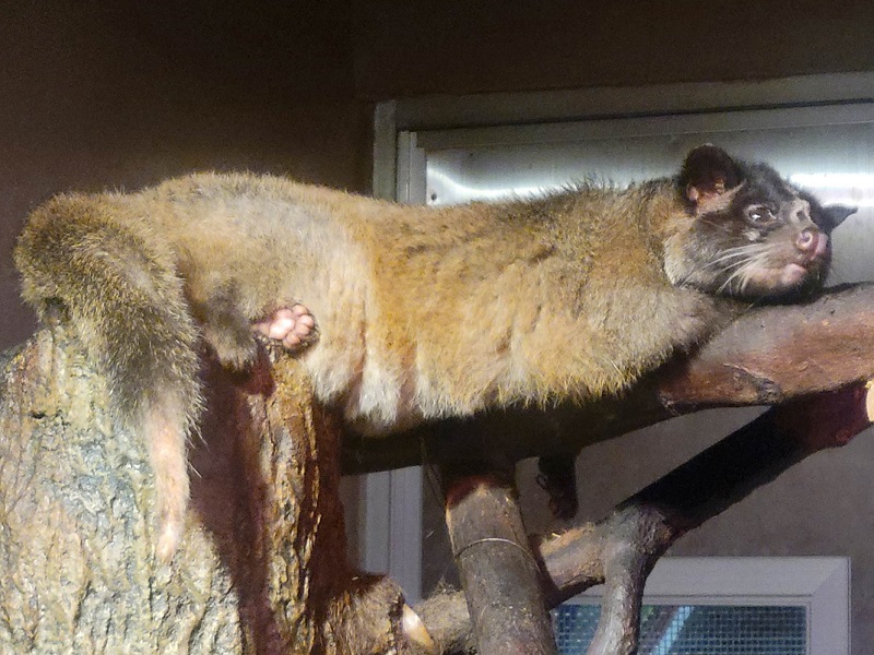 ハクビシン｜静岡市立日本平動物園