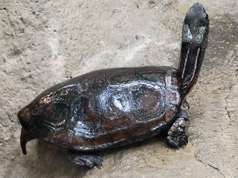 ヨツメイシガメ｜静岡市立日本平動物園