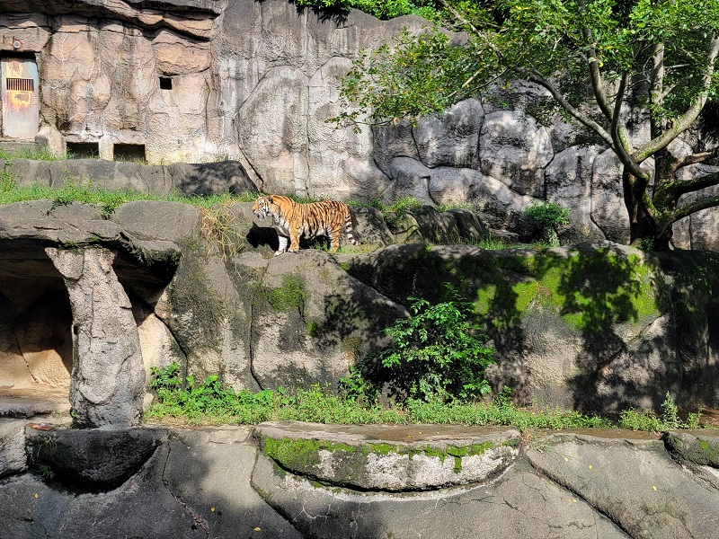トラ｜浜松市動物園