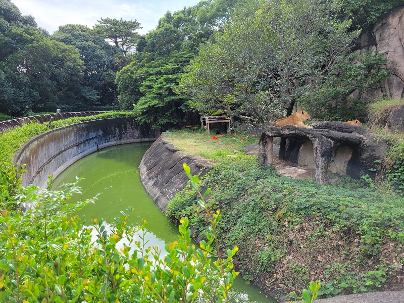 ライオン｜浜松市動物園