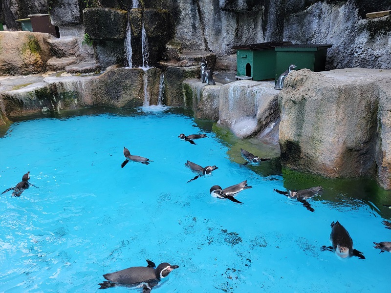 ペンギン｜浜松市動物園