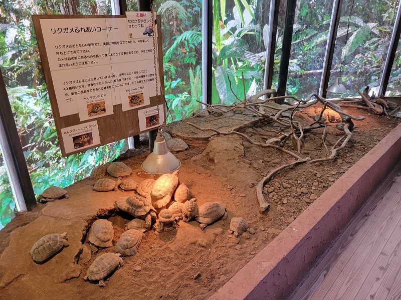 リクガメふれあいコーナー｜体感型動物園iZoo（イズー）