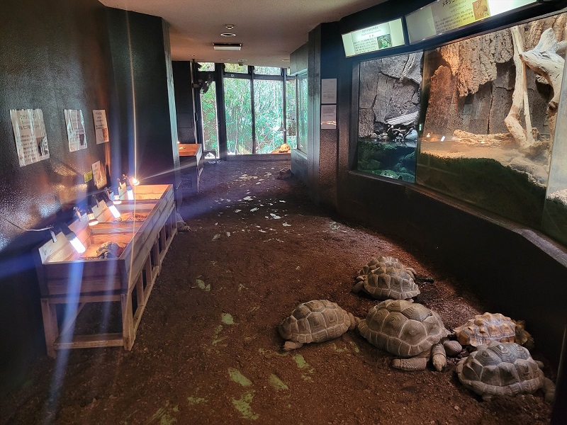 通路のふれあいコーナー｜体感型動物園iZoo（イズー）