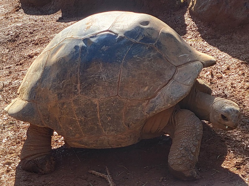 ガラパゴスゾウガメ｜体感型動物園iZoo（イズー）