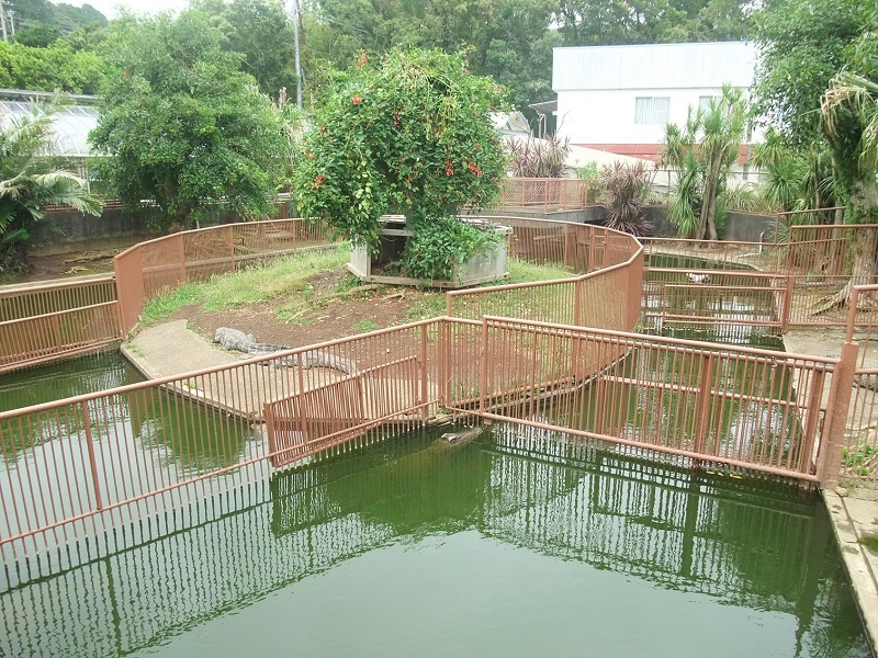 ワニ放流池｜熱川バナナワニ園