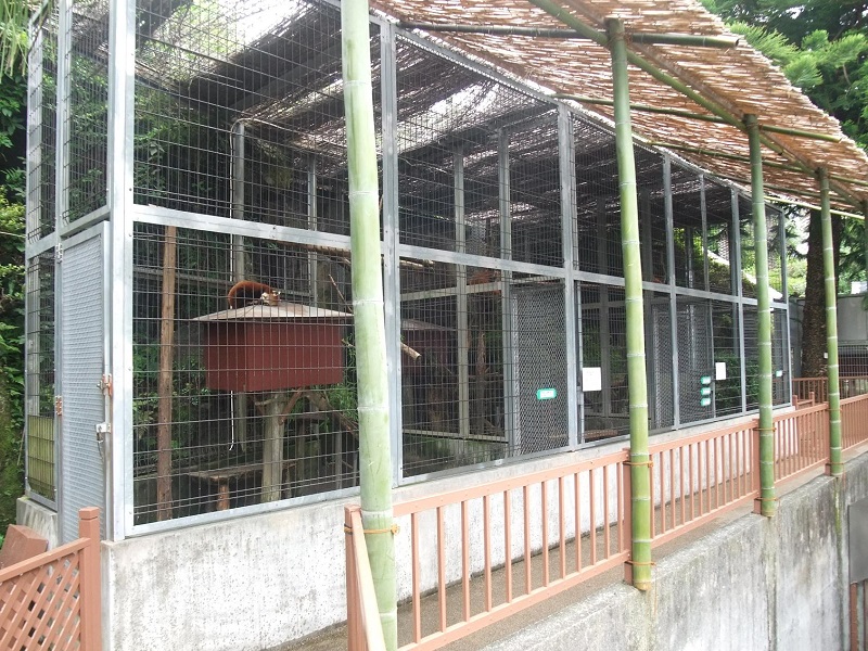 ニシレッサーパンダ｜熱川バナナワニ園
