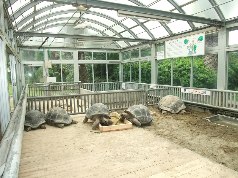 ゾウガメ温室｜熱川バナナワニ園
