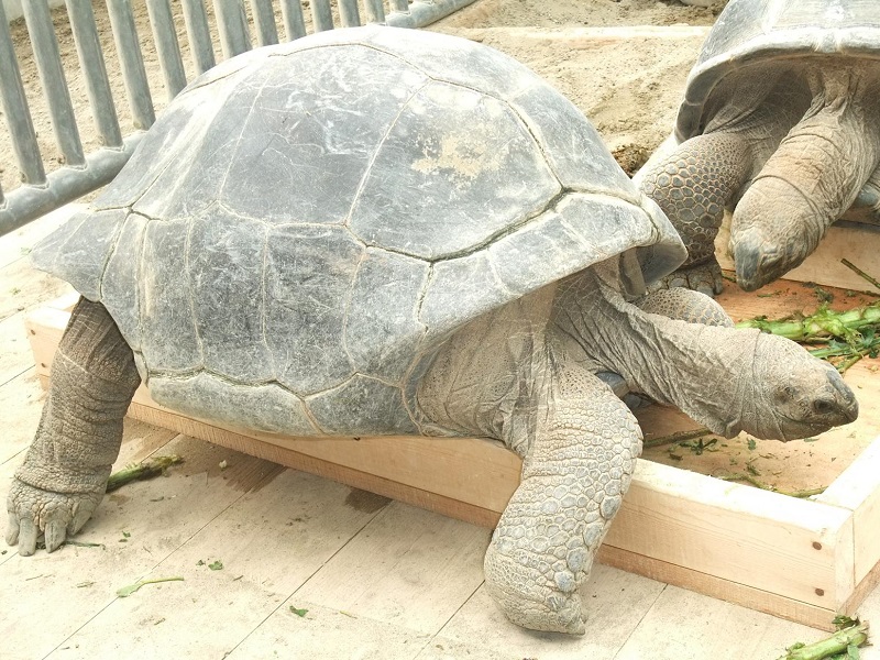 アルダブラゾウガメ｜熱川バナナワニ園