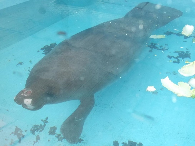 アマゾンマナティー｜熱川バナナワニ園