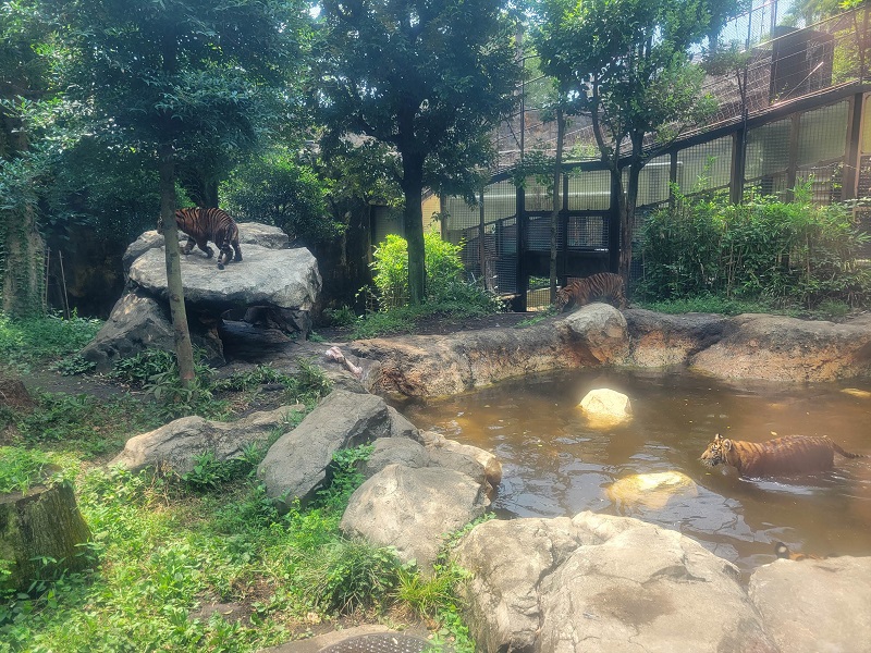 トラの森｜上野動物園