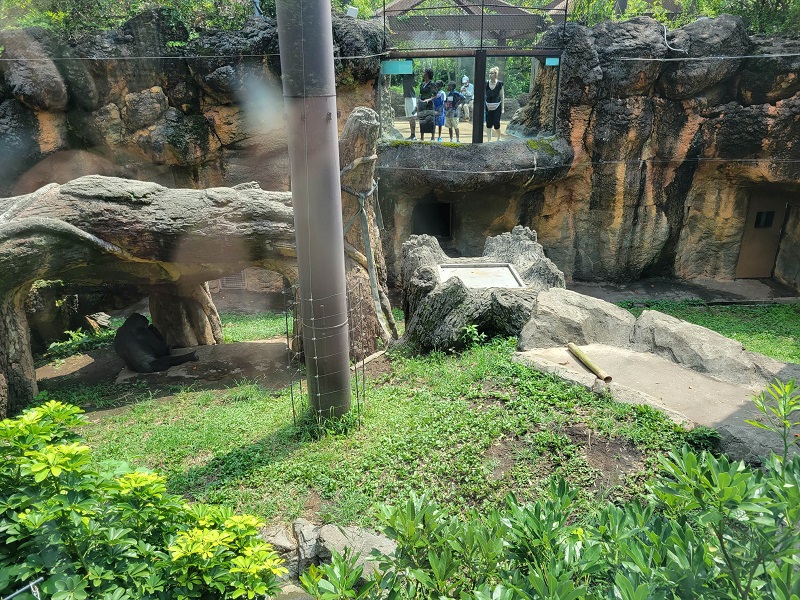 ゴリラの森｜上野動物園