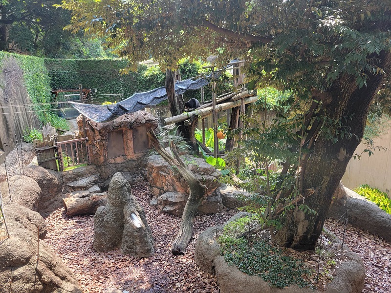 クマたちの丘｜上野動物園