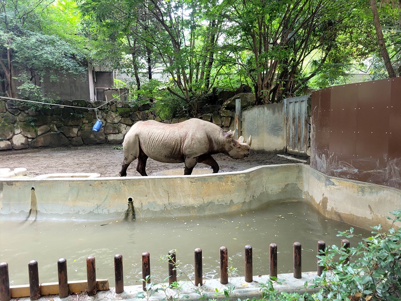 アフリカの動物｜上野動物園