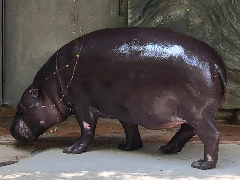 コビトカバ（ミニカバ）｜上野動物園