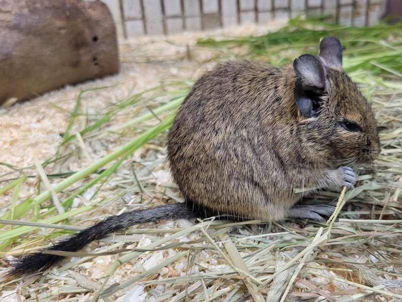 デグー｜上野動物園