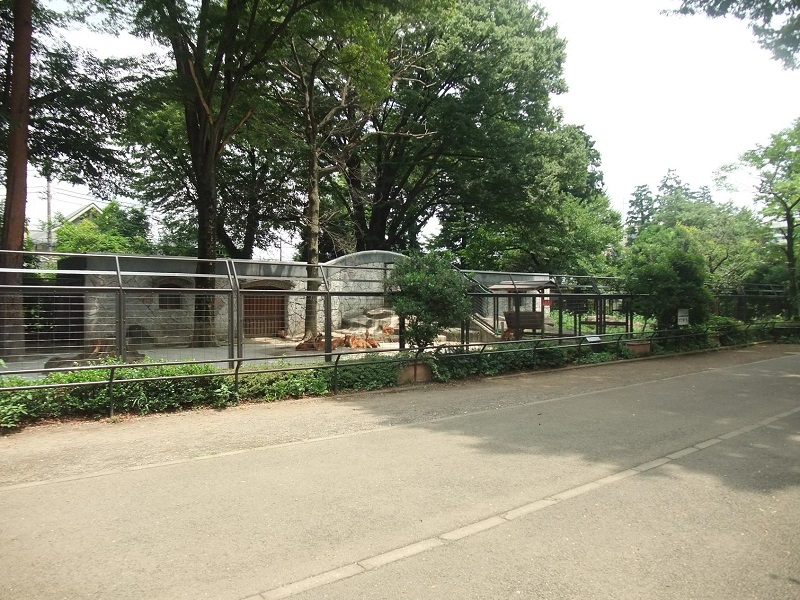 ニホンジカ｜井の頭自然文化園