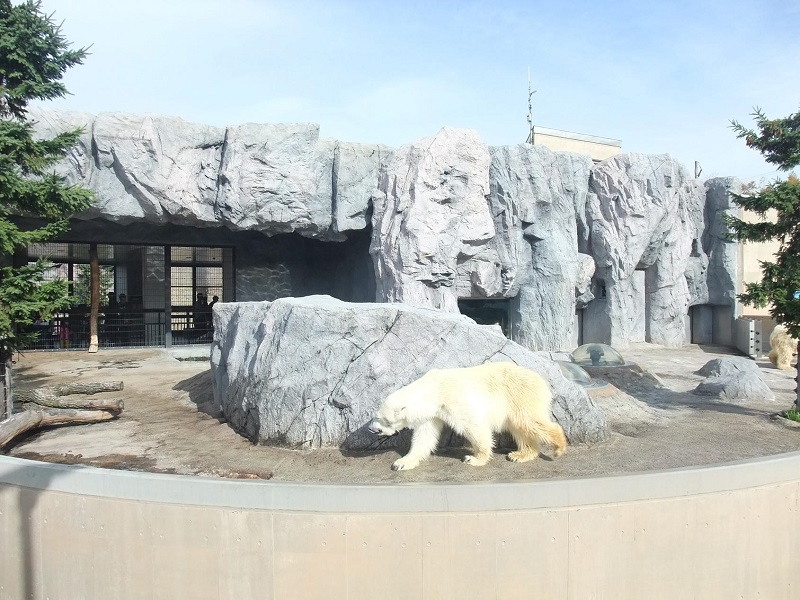 ほっきょくぐま館｜旭山動物園