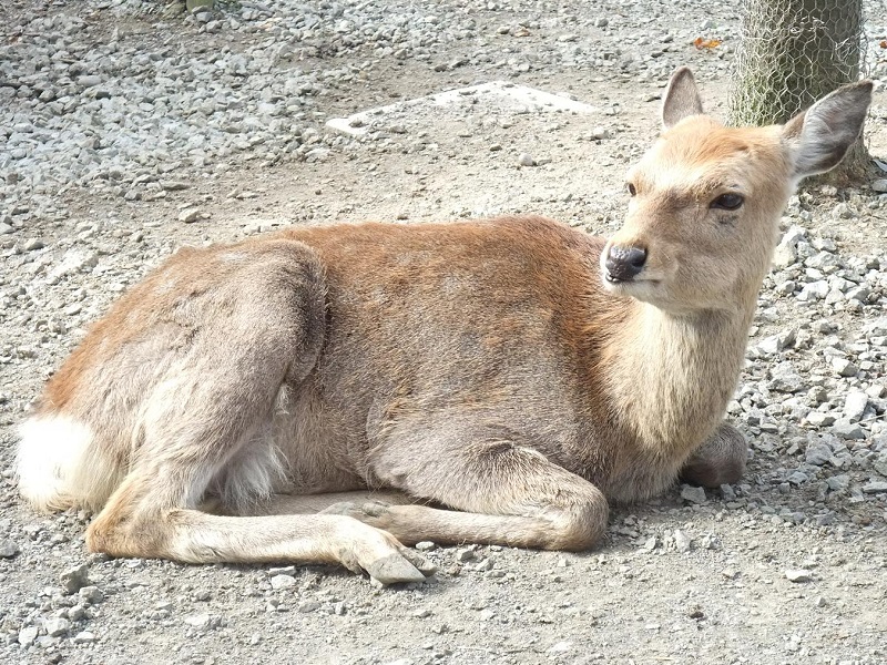 エゾシカ｜旭山動物園
