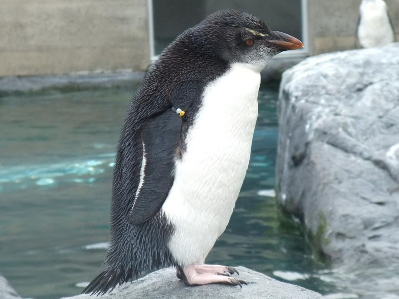 イワトビペンギン｜旭山動物園