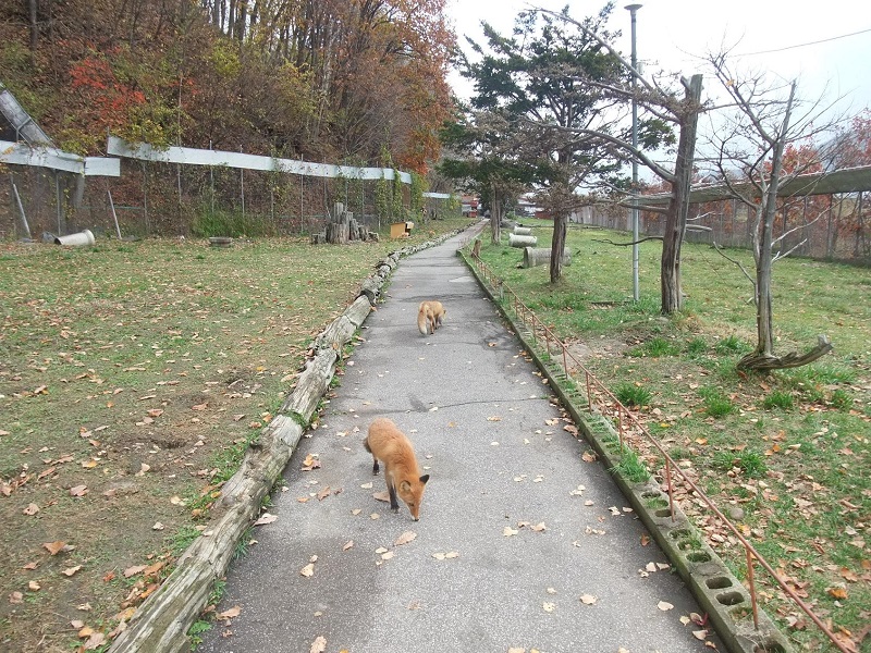 園内②｜北きつね牧場