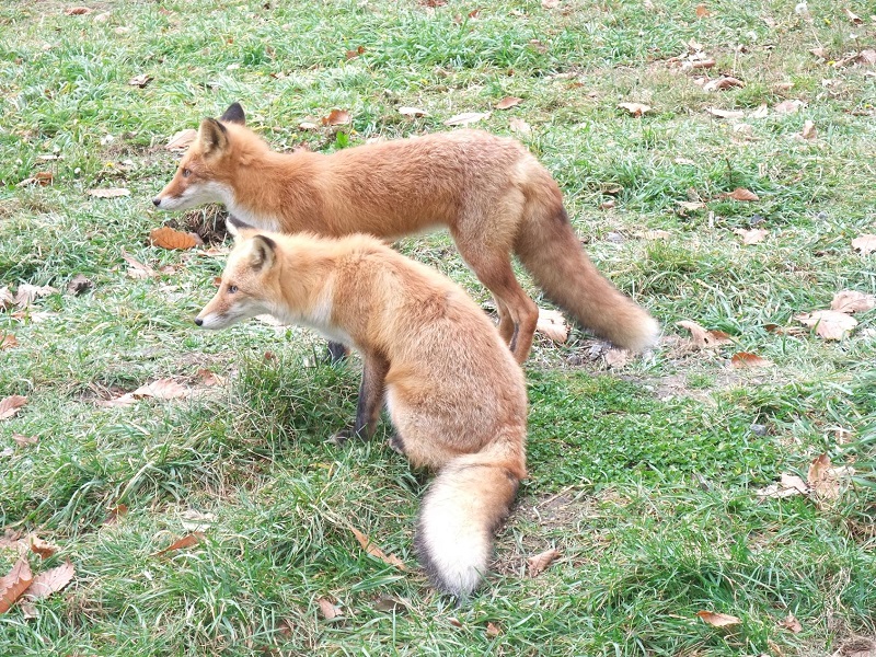 キタキツネ｜北きつね牧場