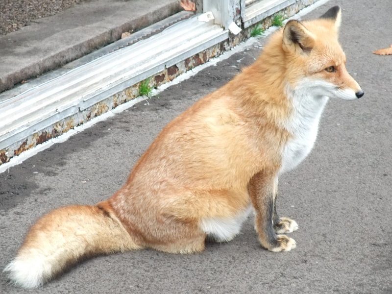 キタキツネ｜北きつね牧場