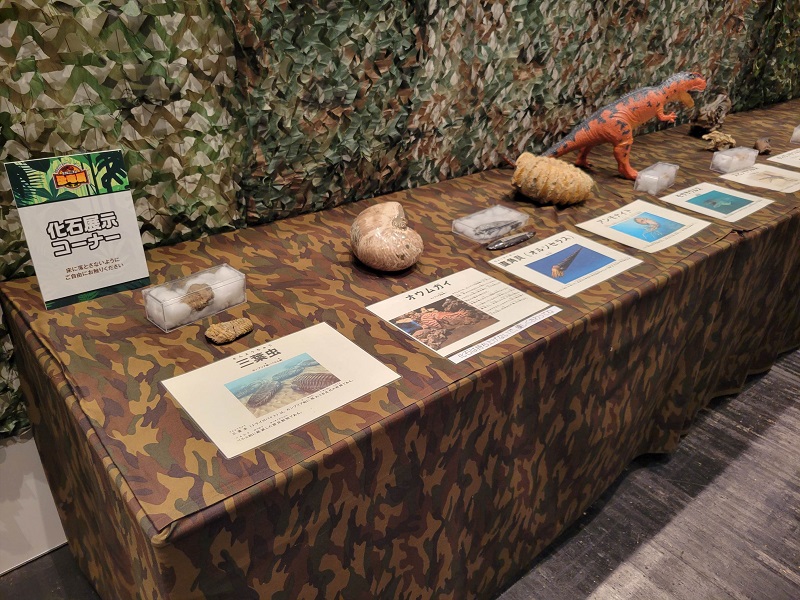 化石展示コーナー｜生きたミニチュア恐竜展