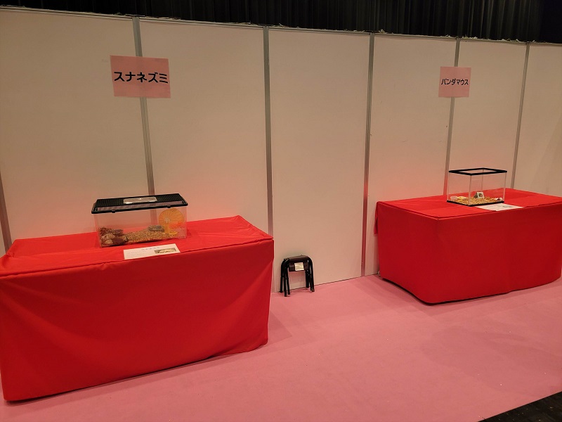 スナネズミとパンダマウス｜生きたミニチュア恐竜展