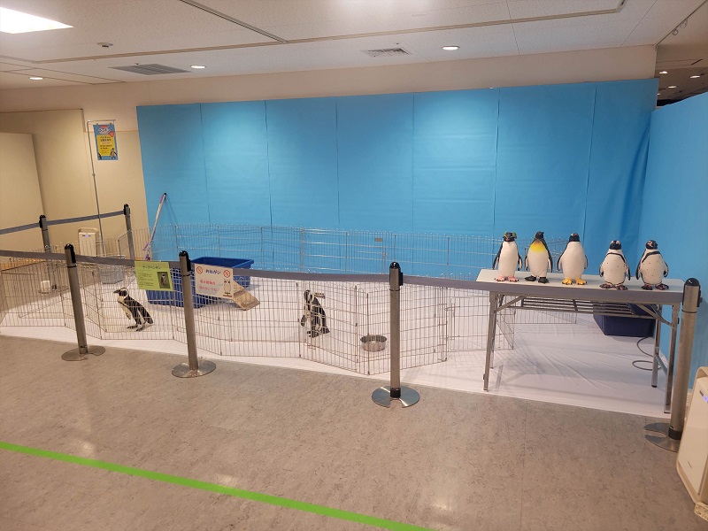 ペンギン｜幸せを呼ぶ！世界のフクロウ展